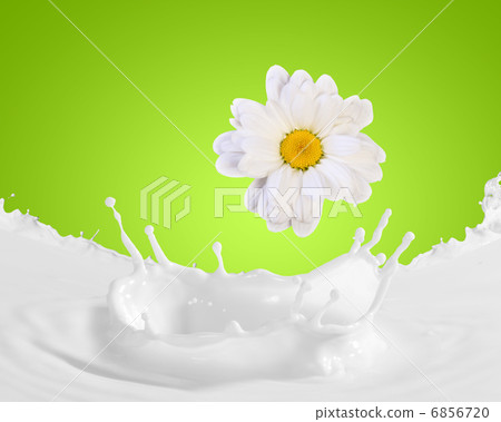 Image of milk splashes Image of milk splashes 6856720