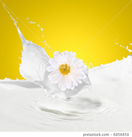 Fresh milk with camomile Fresh milk with camomile 6856858