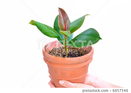橡膠樹 橡膠樹 6857548