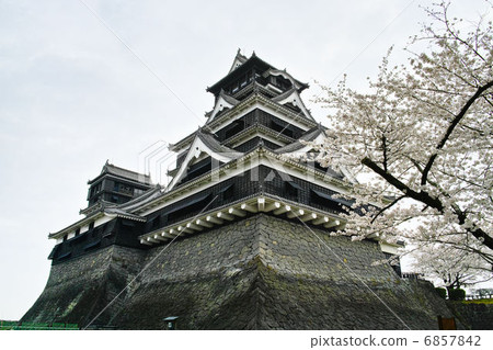 Kumamoto Castle Sakura Kumamoto Castle Sakura 6857842
