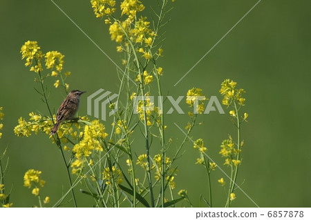 海參和sekka 6857878