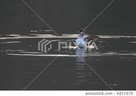 Miko aisa女性拍打 6857879