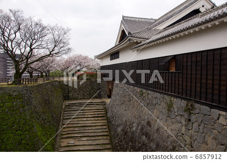 熊本城櫻花 6857912