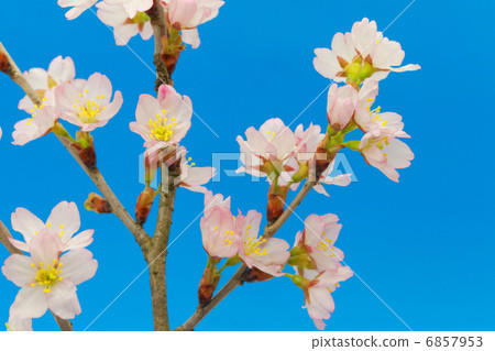 櫻桃碼頭 6857953