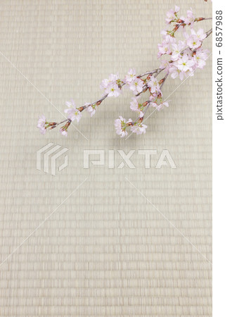 Sakura and tatami 6857988