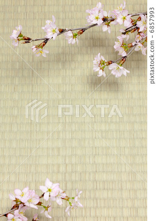 Higan cherry blossoms and tatami 6857993