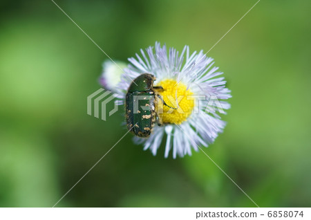 小藍色花閂（核心ohanamuguri）和春天紫色春天 6858074