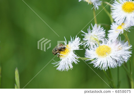 花潛艇（Hanamuguri）和春天的春天 6858075