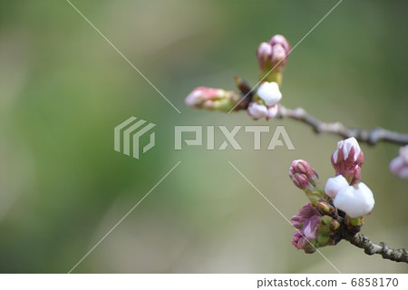 櫻桃樹 櫻桃樹 6858170