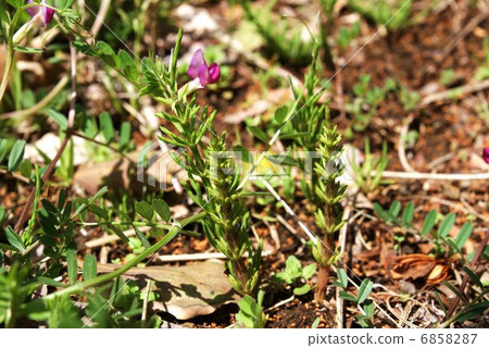 Spring noodles · sparrow buds · buds of horse chestnut · horizontal position beside the flowers of pea 6858287