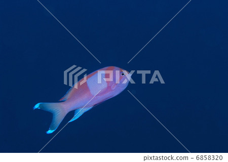 Violet Naga Hananai 6858320