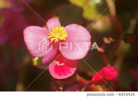 BECONIA BECONIA 6858420