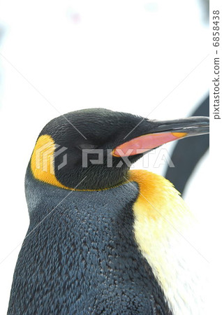 Penetration Penguin Penetration Penguin 6858438