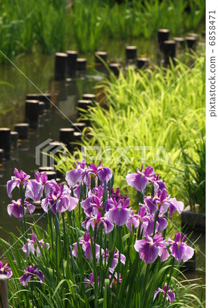 鳶尾花園 6858471