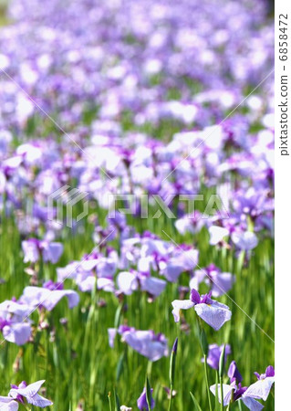 鳶尾花園 6858472