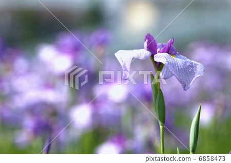 鳶尾花園 6858473