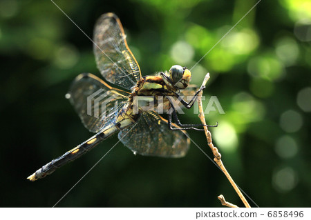 Dragonfly during break 6858496