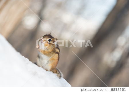 Winter chips Winter chips 6858561