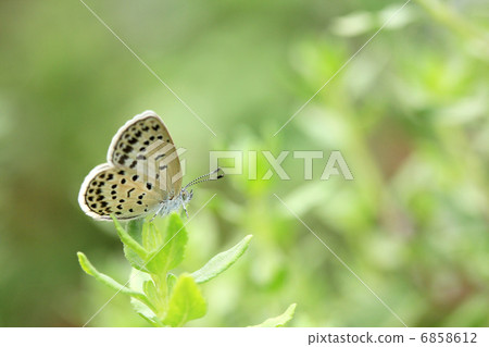 Shizimi butterfly 6858612