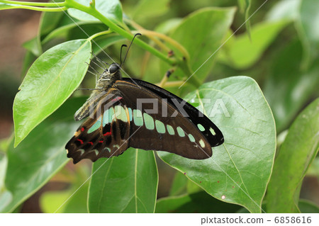 Camphor and Aosujijiha 6858616