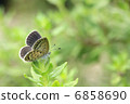 Shizimi butterfly 6858690