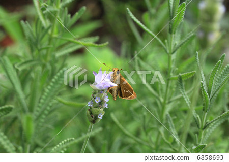 Meal of chabagnes celery Meal of chabagnes celery 6858693