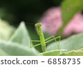 Hydrangea and mantis 6858735