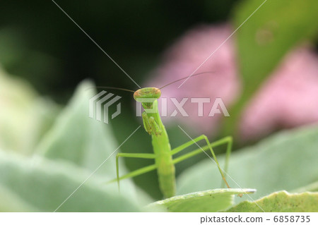 Hydrangea and mantis Hydrangea and mantis 6858735