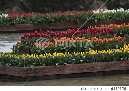 鬱金香 鬱金香 6859156