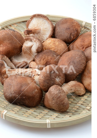 Shiitake mushroom Shiitake mushroom 6859304