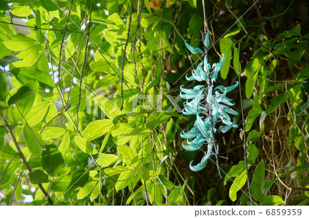 3月熱帶植物玉蜘蛛和豆科植物10 6859359