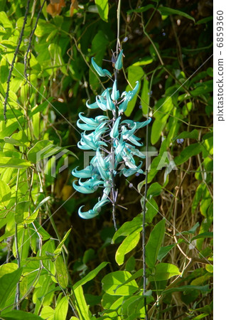 三月熱帶植物玉和豆科植物09 6859360