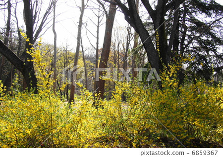 三月花連翹·Moxaceaceae 22 6859367