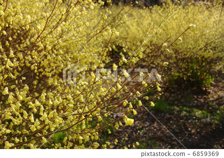 三月花Hyuga mizuki / Mangsaku家庭18 6859369