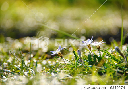 三月花Hananila·Lily圖片34 6859374