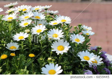 克里斯安化學 6859445