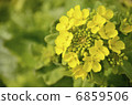 Chinese cabbage flowers 6859506