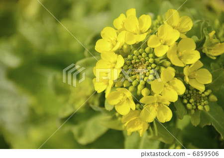 Chinese cabbage flowers 6859506