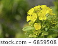 Chinese cabbage flowers 6859508