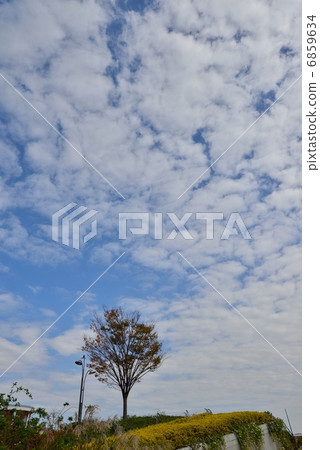 Showa Memorial Park autumnal summer 6859634