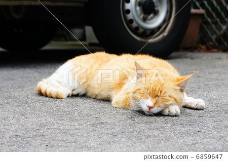 Cat  6859647