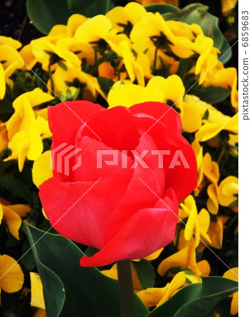 鬱金香花 6859683