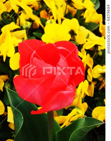 鬱金香花2 鬱金香花2 6859684