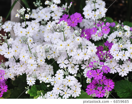 報春花 報春花 6859685