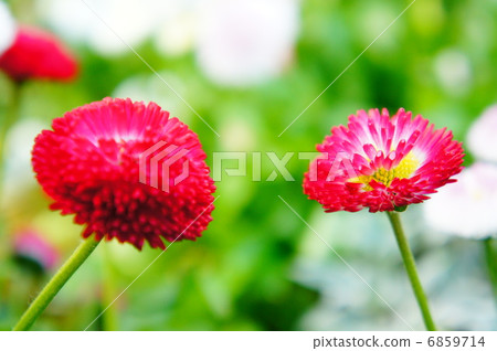 雛菊 雛菊 6859714