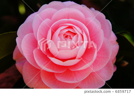 茶花 6859717