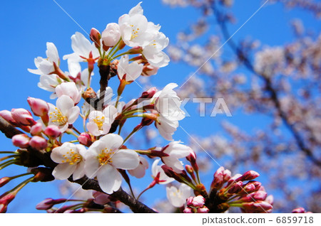 櫻花 櫻花 6859718