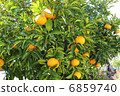 Mandarin orange 6859740