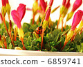 Oxalis with ladybird stopped 6859741
