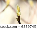 Hakkumen's bud 6859745